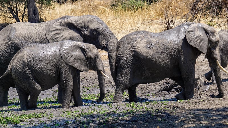 Serengeti National Park, Tanzania